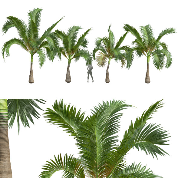 Palmy Areca Catechu Small model 3D