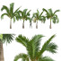 Palmy Areca Catechu Small - Pandora-land