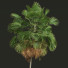 Palmas Borassus Flabellifer - Pandora-land