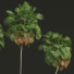 Palmas Borassus Flabellifer - Pandora-land