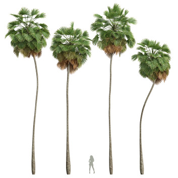 Palmen Borassus Flabellifer