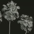 Palmas Borassus Flabellifer - Pandora-land