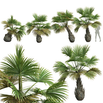 Palmen Dekorativer Garten Borassus Flabellifer