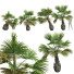 Palmas Jardín Decorativo de Borassus Flabellifer - Pandora-land
