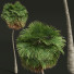 Palmas Borassus Flabellifer Mediano - Pandora-land