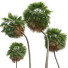 Palmas Borassus Flabellifer Mediano - Pandora-land