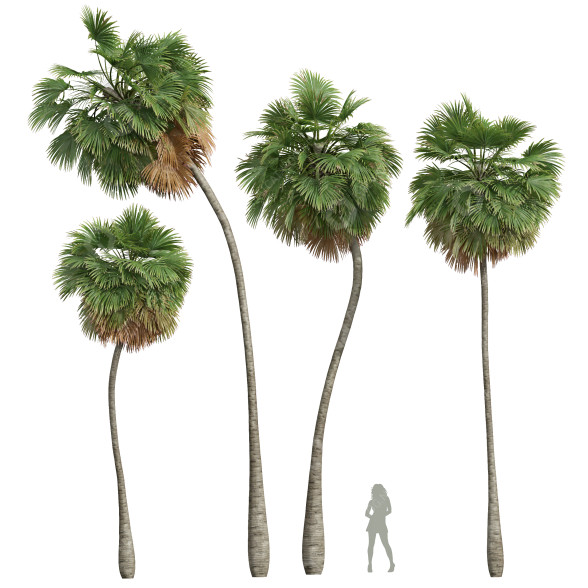 Palmas Borassus Flabellifer Mediano Modelo 3D