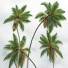 Palmy Cocos Nucifera - Pandora-land