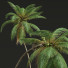 Palmy Cocos Nucifera - Pandora-land