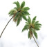 Palmy Cocos Nucifera - Pandora-land