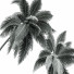 Palmy Cocos Nucifera - Pandora-land