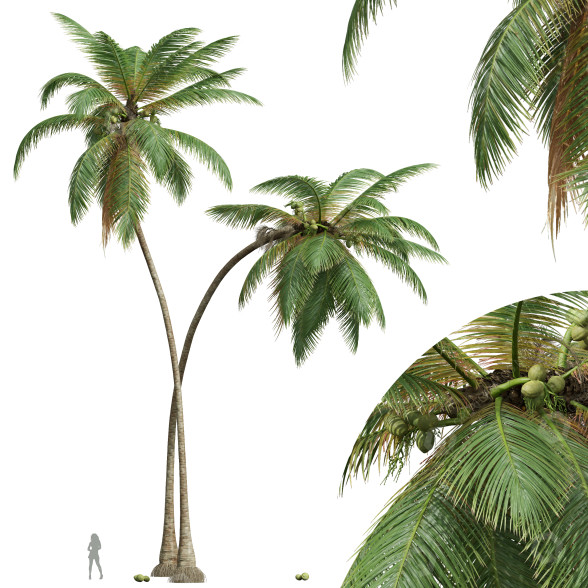 Palmy Cocos Nucifera model 3D
