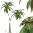 Palmy Cocos Nucifera - Pandora-land