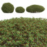 Krzewy Pyrrosia Lingua Hedge Sphere - Pandora-land