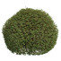 Krzewy Pyrrosia Lingua Hedge Sphere - Pandora-land