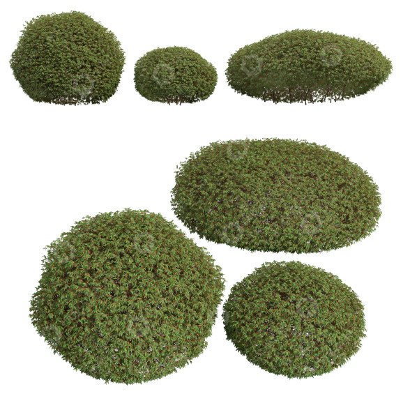 Krzewy Pyrrosia Lingua Hedge Sphere model 3D