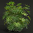 Кущі Рапіс високий - Pandora-land