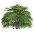 Büsche Rhapis excelsa - Pandora-land