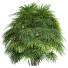 Büsche Rhapis excelsa - Pandora-land