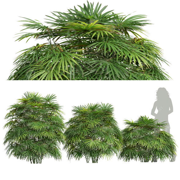 Büsche Rhapis excelsa 3D-Modell