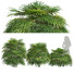 Büsche Rhapis excelsa - Pandora-land