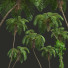 Palmy Sphaeropteris Lepifera - Pandora-land
