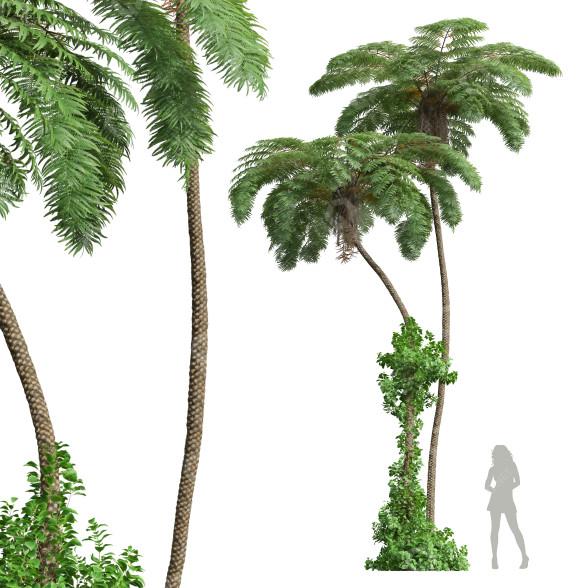 Palmy Sphaeropteris Lepifera model 3D