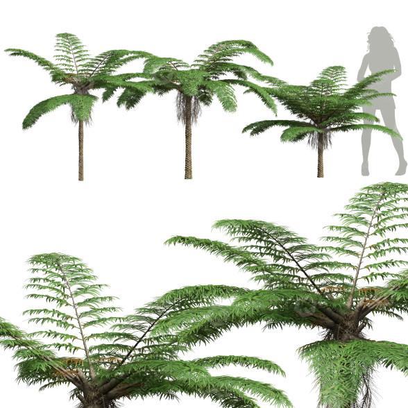 Palmy Sphaeropteris Lepifera Small model 3D