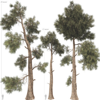 Jeffrey Pine Collection 02
