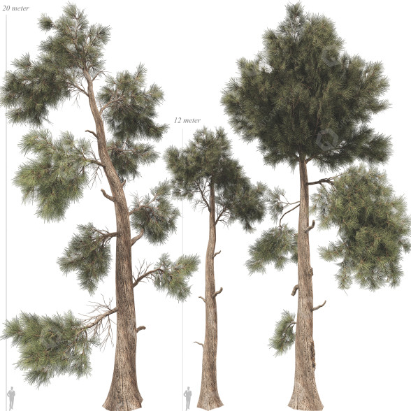 Árboles Colección de pinos Jeffrey 02 Modelo 3D