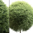 Лава та рослини Outdoor Plant Set 03 - mio