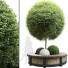 Лава та рослини Outdoor Plant Set 03 - mio