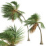 Palm Trees Cocos Nucifera - Pandora-land