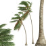 Palm Trees Cocos Nucifera - Pandora-land