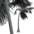 Palm Trees Cocos Nucifera - Pandora-land