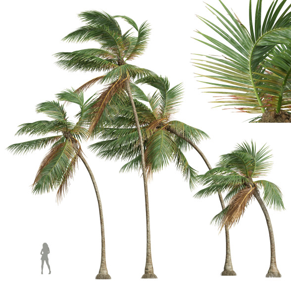 Palm Trees Cocos Nucifera 3D model