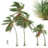 Palm Trees Cocos Nucifera - Pandora-land