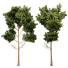 Árbol Pino - SpinelCGI