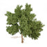Árbol Pino - SpinelCGI