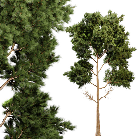 Árbol Pino Modelo 3D