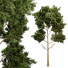 Árbol Pino - SpinelCGI