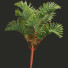 Palmen Cyrtostachys Renda Mittel - Pandora-land