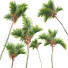Palmen Cyrtostachys Renda Mittel - Pandora-land
