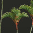 Palmen Cyrtostachys Renda Mittel - Pandora-land