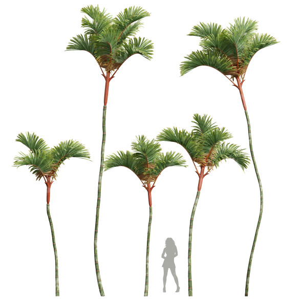 Palmen Cyrtostachys Renda Mittel 3D-Modell