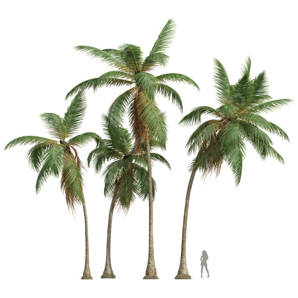 Palmen Mittlere Kokospalme 3D-Modell