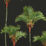 Palmy Cyrtostachys Renda Small - Pandora-land