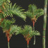 Palmy Cyrtostachys Renda Small - Pandora-land