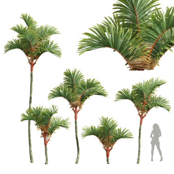 Cyrtostachys Renda Small