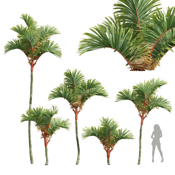 Palmy Cyrtostachys Renda Small model 3D